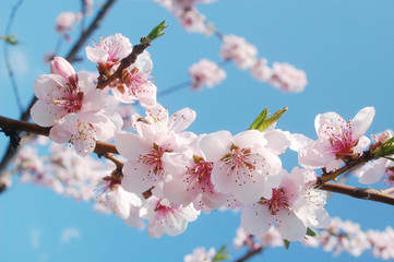 spring flowers