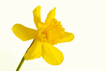 narzisse,blumenhintergrund