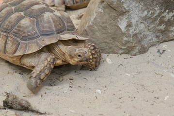African Spurred Tortoise
