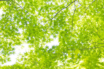 Obraz premium 新緑のモミジの葉