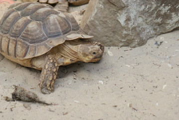 African Spurred Tortoise