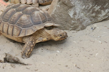 African Spurred Tortoise