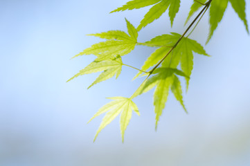 Obraz premium 新緑のモミジの葉