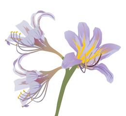 Naklejka premium light lilac lily illustration