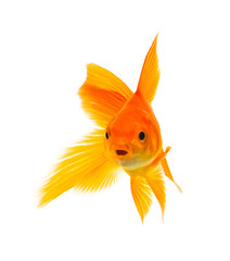 Fototapeta premium Goldfish