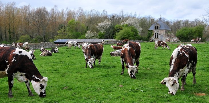 Les vaches Normandes