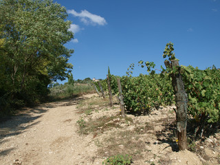 Fototapeta premium Vineyard in Chianti region