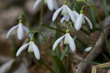 Snowdrop
