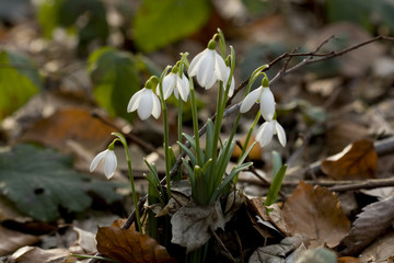 Snowdrops in forest