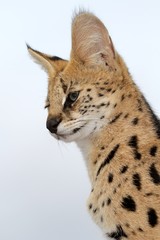 Serval Wild Cat