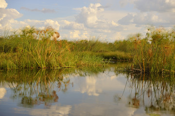 Papyrus im Okavango Delta