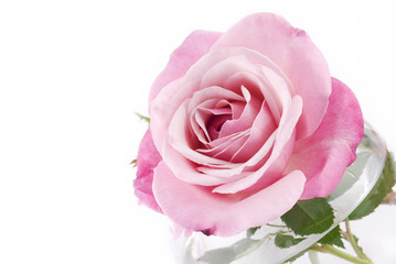 Fototapeta na wymiar Perfect Pink Rose
