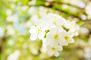 Cherry blossom flowers in spring