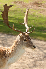 stag 7828