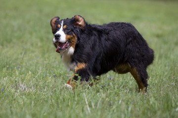 bouvier bernois en course oreilles au vent