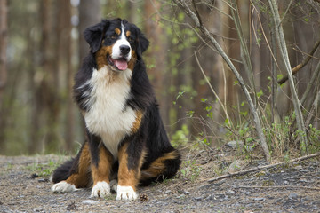 bouvier bernois assis de face dans la forêt