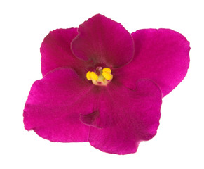 bright pink five petals violet