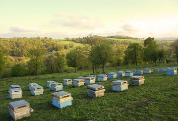 Apiculture