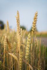 Wheat in a field