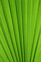 Leaf Washingtonia filatera