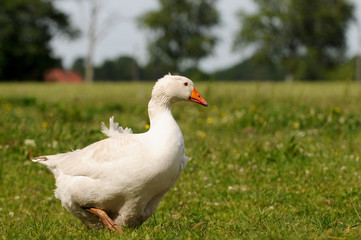 Gans