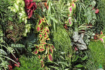 mur végétal finalisé avec des plantes rampantes et couvrantes