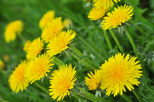 รูปภาพMaiblumen – เลือกดูภาพถ่ายสต็อก เวกเตอร์ และวิดีโอ114 | Adobe Stock