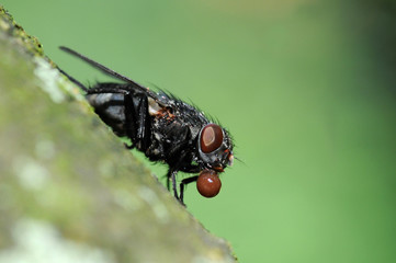 Fliege