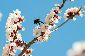 Bumblebee on a blossoming branch