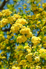 Obraz premium Branch a yellow rose