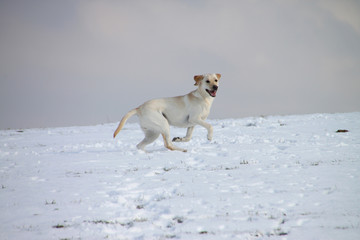 Labrador-Retriever im Schnee