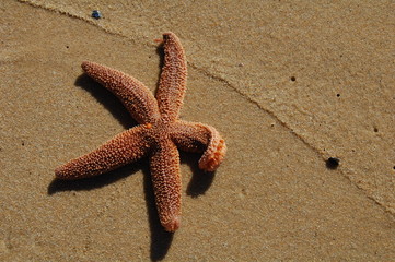 starfish in sand