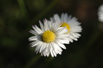 Fototapeta premium marguerite