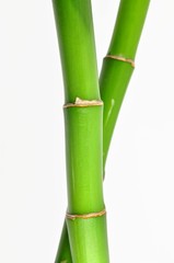 Fototapeta premium Isolated lucky bamboo stem