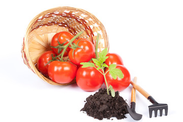 Fresh tomatoes. Concept of harvest.