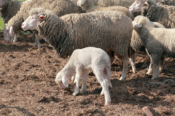 Herd of sheep with young and old animals
