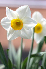 Fototapeta premium Narcissus