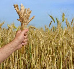 Farmer with wheat as a gift of agriculture