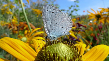 Papillon