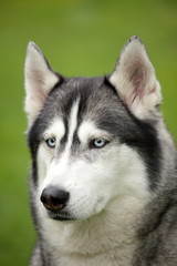 Siberian Husky on green