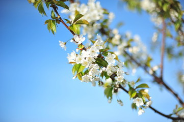 spring flowers on a blue sky