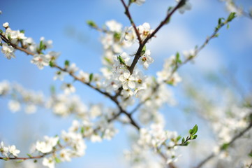 spring flowers on a blue sky