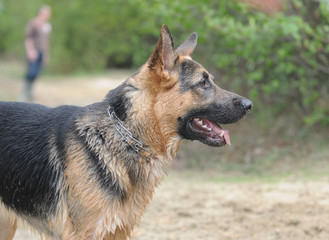 Schäferhund