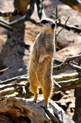 On Watch