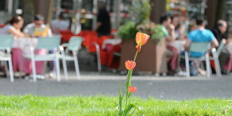 Tulpe