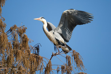 Graureiher - Heron