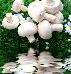 Champignons