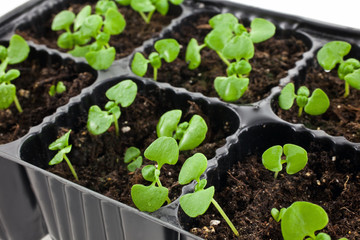 green sprouts growing from soil