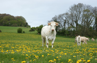 Animal ferme vache 15