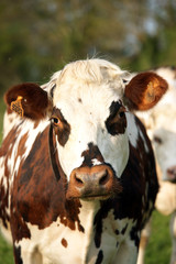 Animal ferme vache 16